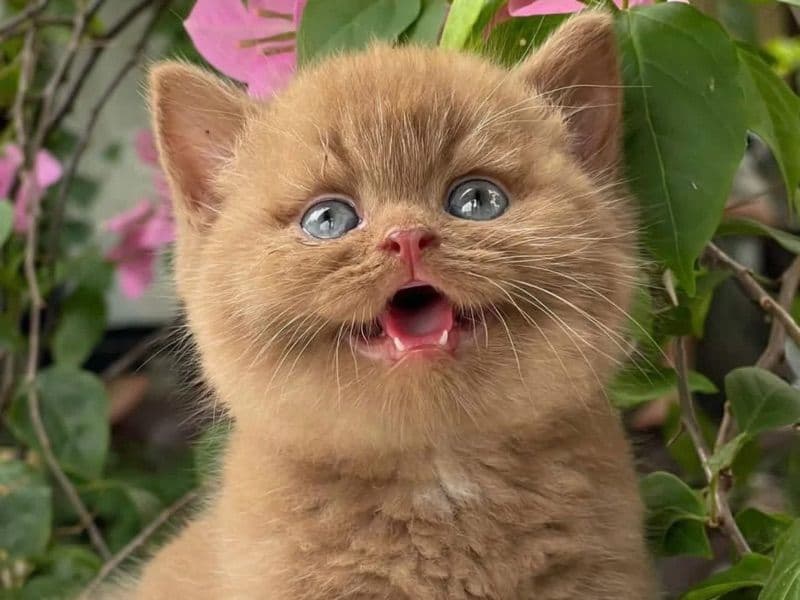 Alex - Scottish Fold | Petmeetly