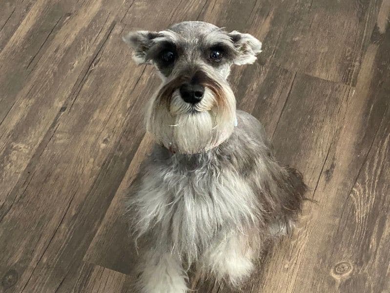 Miniature Schnauzer 2 years old female medium named Pancha for breeding in Cook County, Illinois | Petmeetly