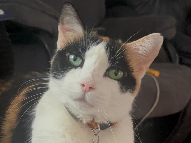 Calico 8 years old female named Lita for adoption in Metro Vancouver, British Columbia | Petmeetly
