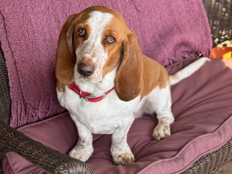 Maggie primary photo