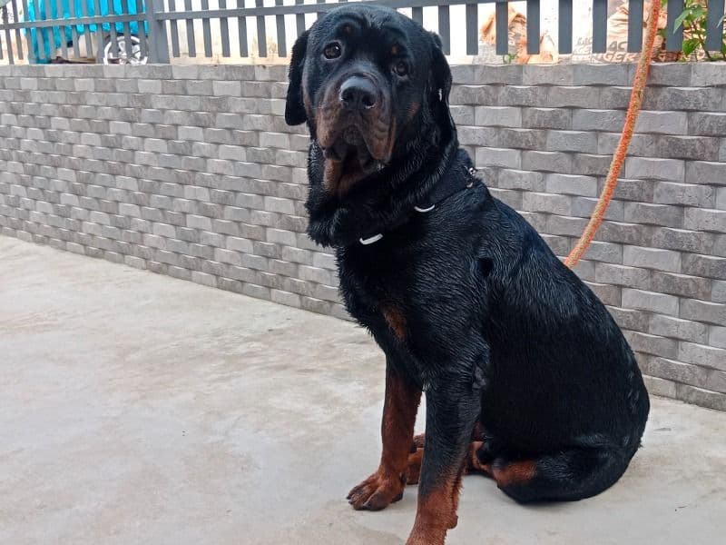 Rottweiler 5 years 1 month old male large named Bageera for breeding in शिलांग डिवीजन, मेघालय | Petmeetly