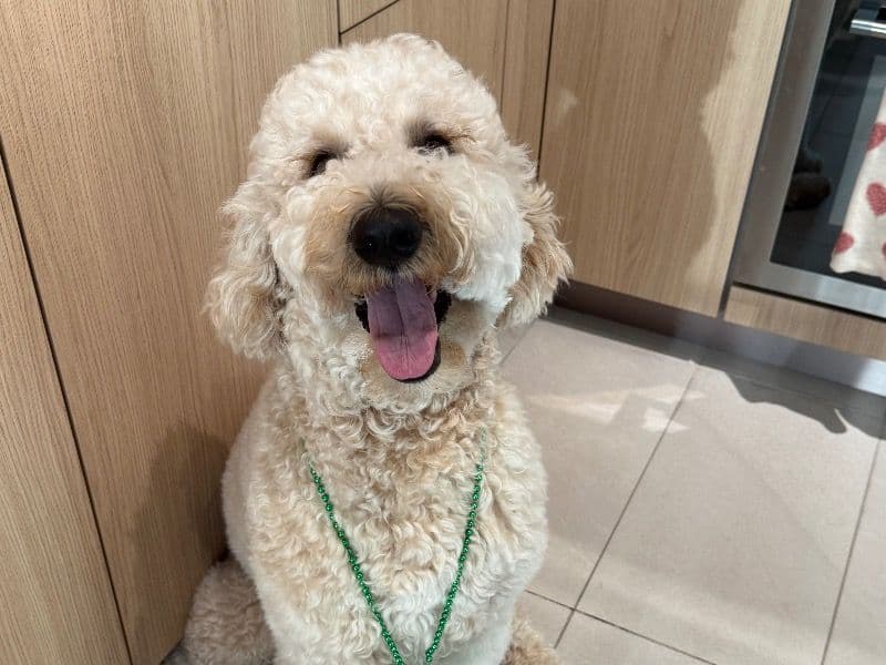 Labradoodle 2 years 1 month old male medium named Blaze for breeding in Miami-Dade County, Florida | Petmeetly
