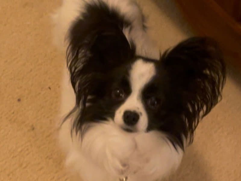 Chloe primary photo
