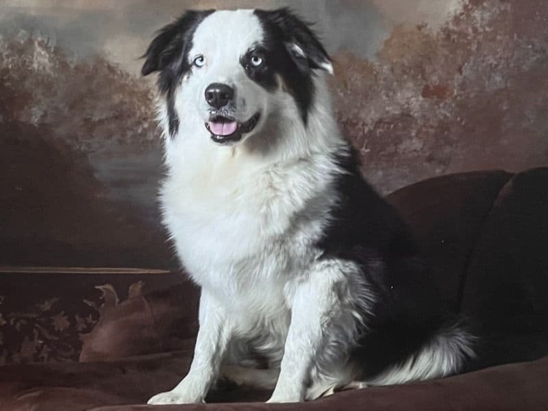 Australian Shepherd 1 year 8 months old female large named Smudge for breeding in Randall County, Texas | Petmeetly