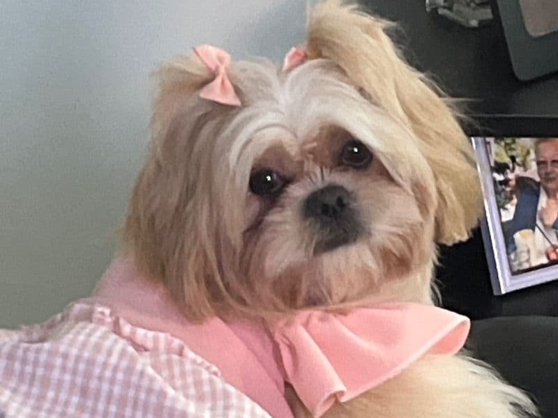 Lily primary photo