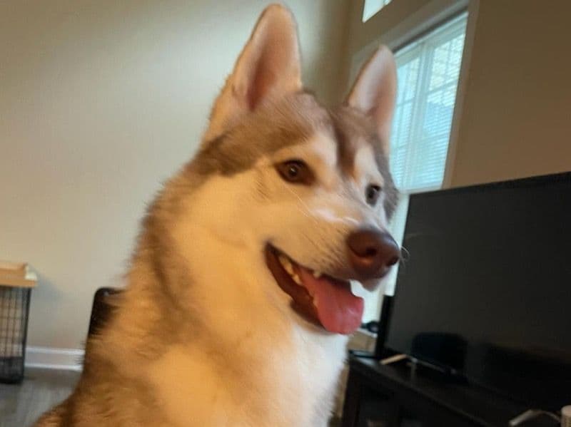 Siberian Husky 3 years 5 months old male medium named Apolo for breeding in Condado de Hamilton, Tennessee | Petmeetly