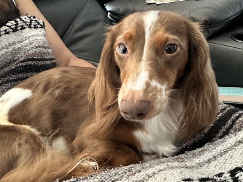 Miniature Dachshund 2 years old male small named Remington for breeding in Fulton County, Georgia | Petmeetly