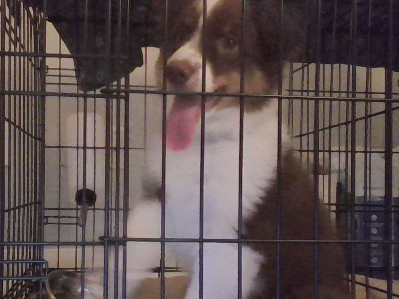Australian Shepherd 6 months old male medium named Baylor for breeding in Benton County, Arkansas | Petmeetly