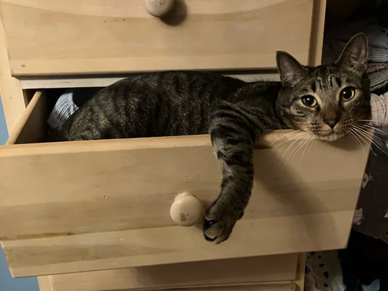 Flame Point Siamese 2 years 1 month old male named Coconut for breeding in Massachusetts | Petmeetly