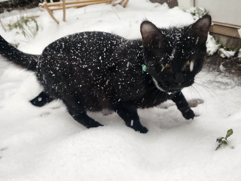 Pepper primary photo
