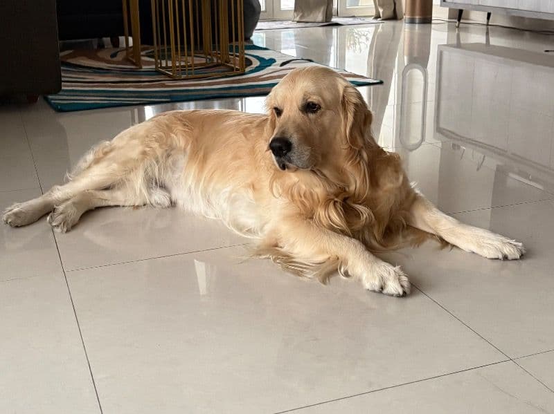 Golden Retriever 4 years 5 months old male large named Ace for breeding in Ropar Division, Punjab | Petmeetly