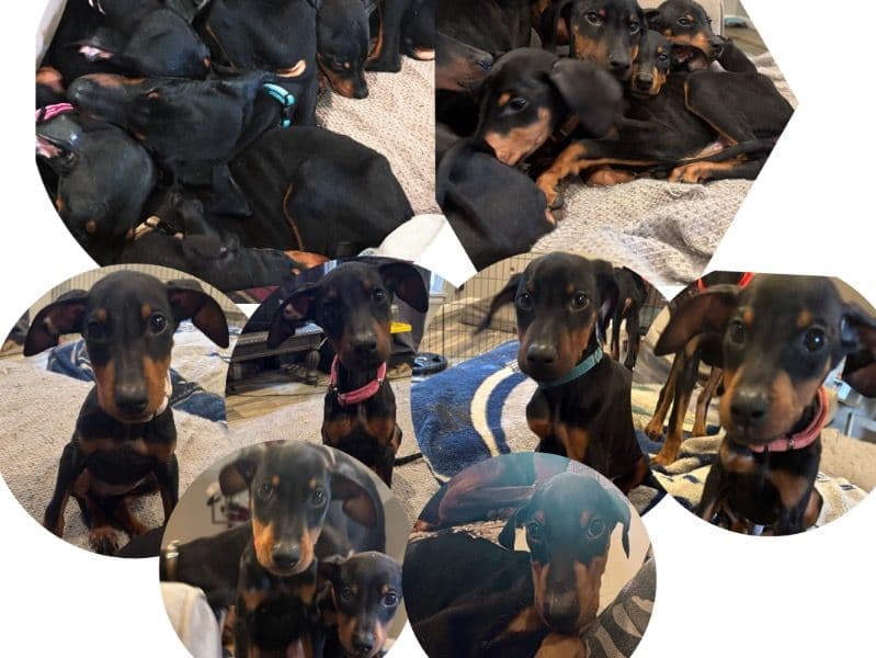Doberman 9 months old male large named Beans for sale in San Diego County, California | Petmeetly