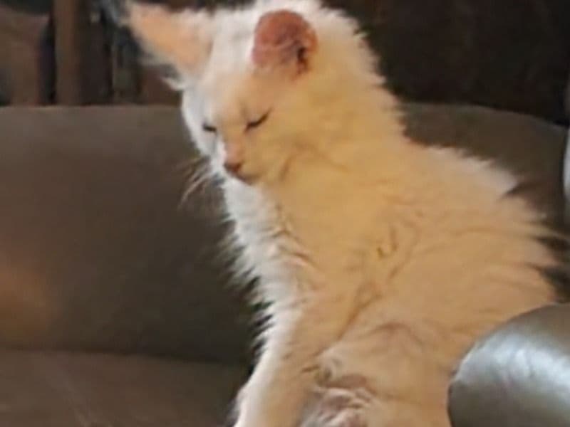 Maine Coon 1 month old female named Saddie for sale in Paulding County, Georgia | Petmeetly