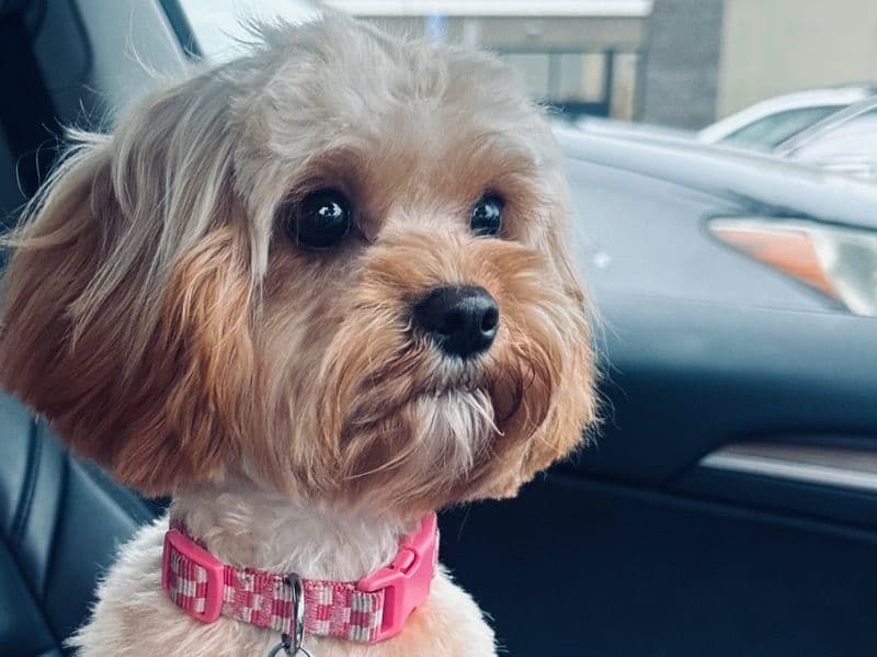 Cavapoo (Cavadoodle) 1 year old female small named Tater for breeding in St. Clair County, Illinois | Petmeetly