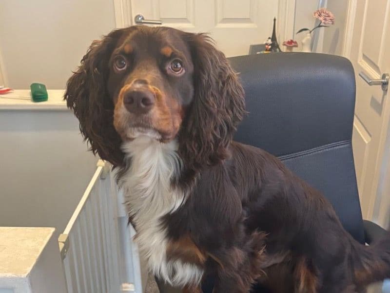 Cocker Spaniel 2 years 6 months old male medium named Reggie for breeding in West Midlands, England | Petmeetly