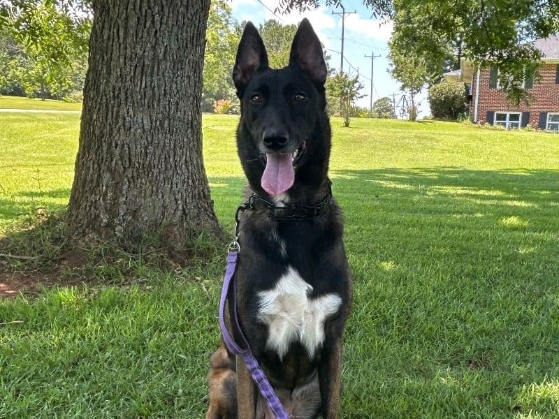 Xena primary photo