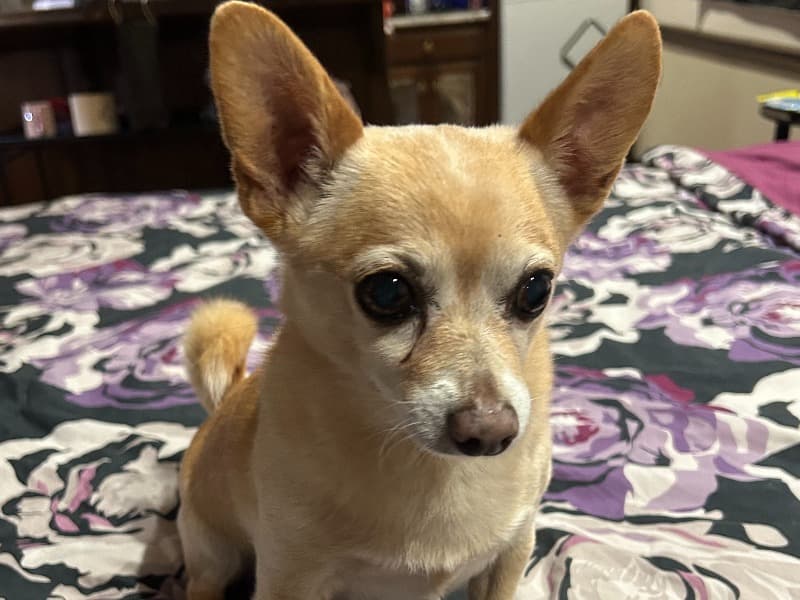 Chihuahua 9 years 6 months old male small named Clyde for breeding in Catawba County, North Carolina | Petmeetly