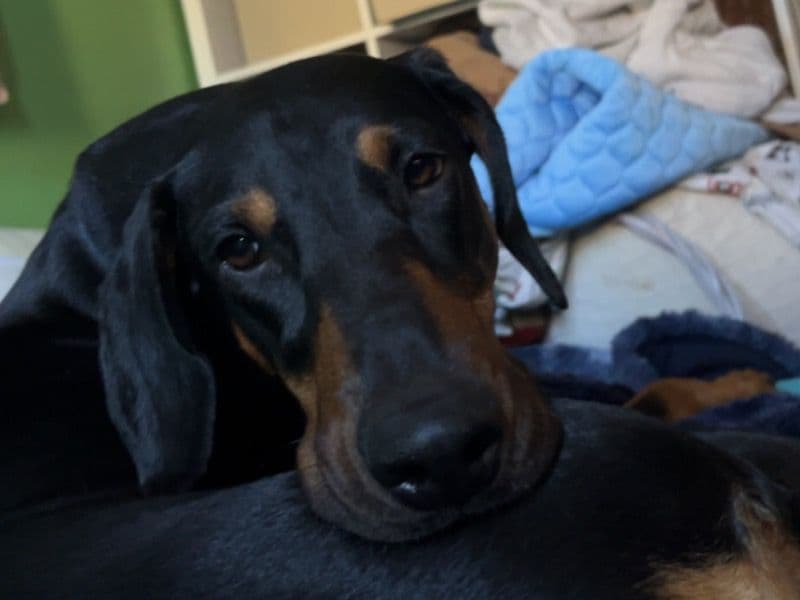 Doberman 2 years old female large named Suki for breeding in Riverside County, California | Petmeetly