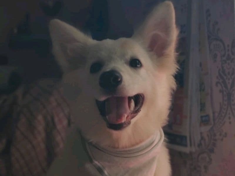 Spitz 1 year 4 months old male medium named Tuffy for breeding in Konkan Division, Maharashtra | Petmeetly