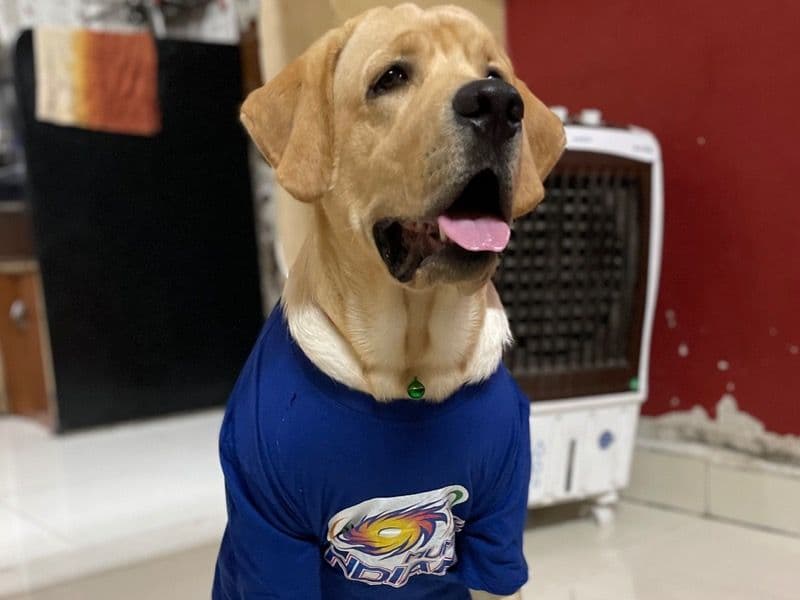 Labrador Retriever 2 years old male medium named Dino for breeding in Pune Division, Maharashtra | Petmeetly