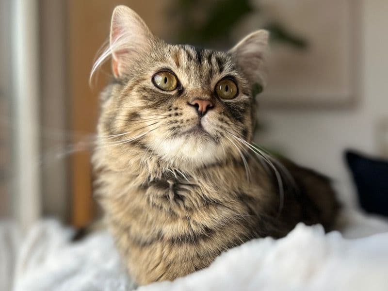 Persian 7 months old female named Luna for breeding in Barnstable County, Massachusetts | Petmeetly