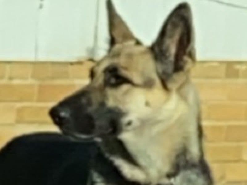 German Shepherd 5 years 7 months old female large named Skye for breeding in Kosciusko County, Indiana | Petmeetly