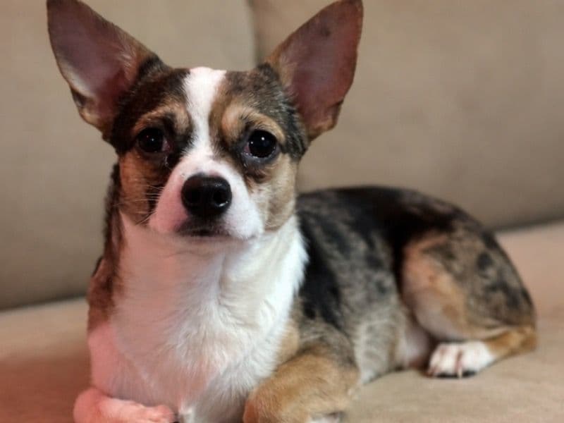 Chihuahua 1 year old male small named Koba for breeding in Philadelphia County, Pennsylvania | Petmeetly