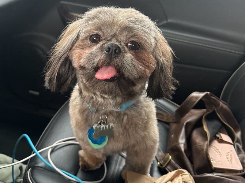 Shih Tzu 2 years 2 months old male small named Bear for breeding in Monterey County, California | Petmeetly