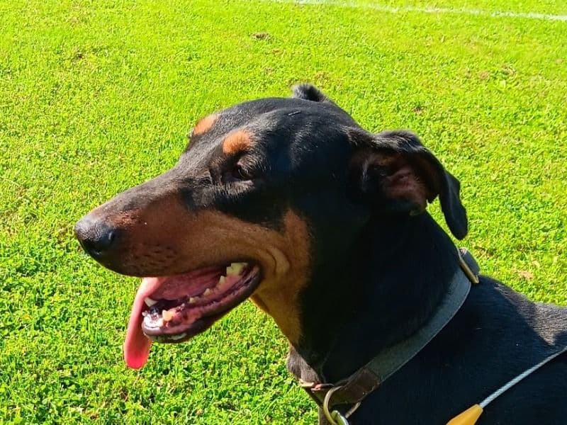 Doberman 4 years 3 months old male large named Zita for breeding in Onondaga County, New York | Petmeetly