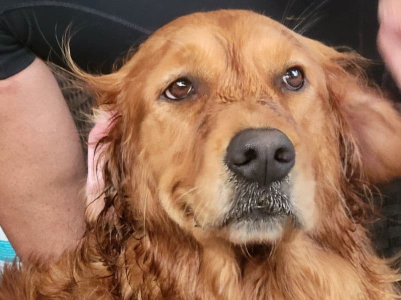 Golden Retriever 3 years 11 months old female large named Lalo for breeding in Duval County, Florida | Petmeetly