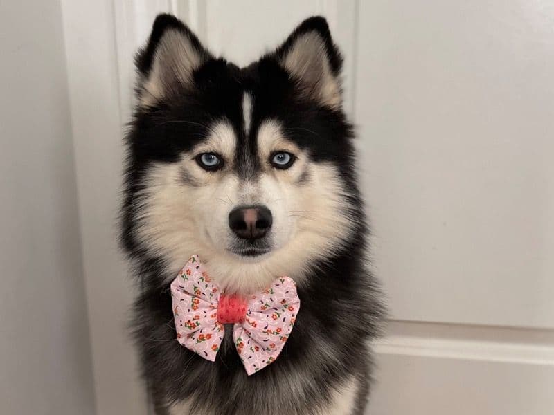 Pomsky 1 year 5 months old male medium named Zeus for breeding in Berkeley County, South Carolina | Petmeetly