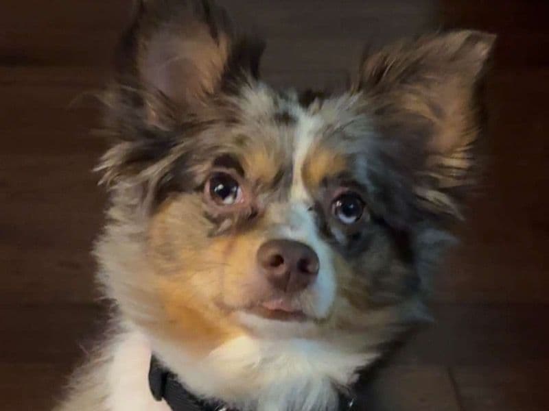 Australian Shepherd 3 years old female small named Sugar for breeding in Galveston County, Texas | Petmeetly
