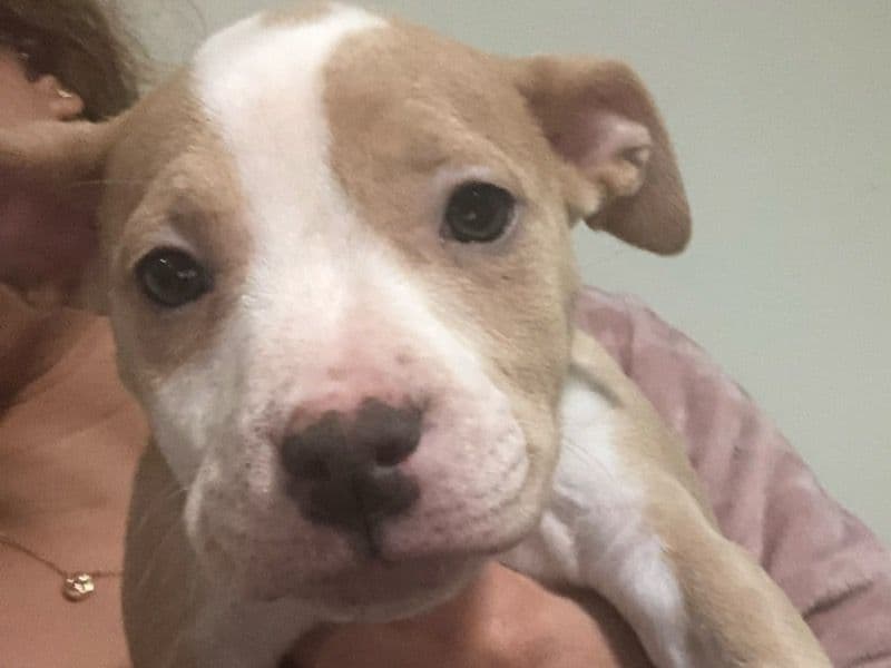 American PitBull Terrier 2 months old female small named Pretty Gyal for sale in Arlington County, Virginia | Petmeetly