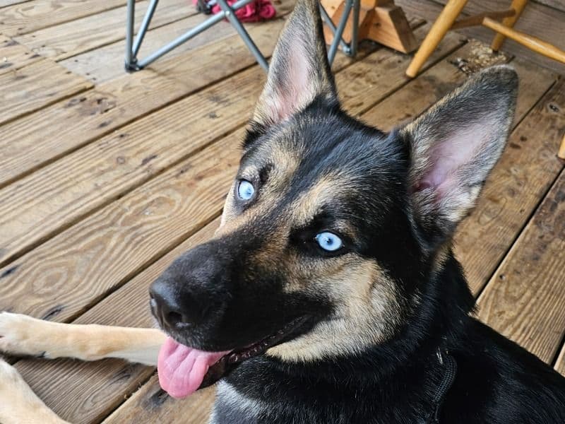 German Shepherd Husky 1 year 11 months old female large named Jersey for breeding in Clearfield County, Pennsylvania | Petmeetly