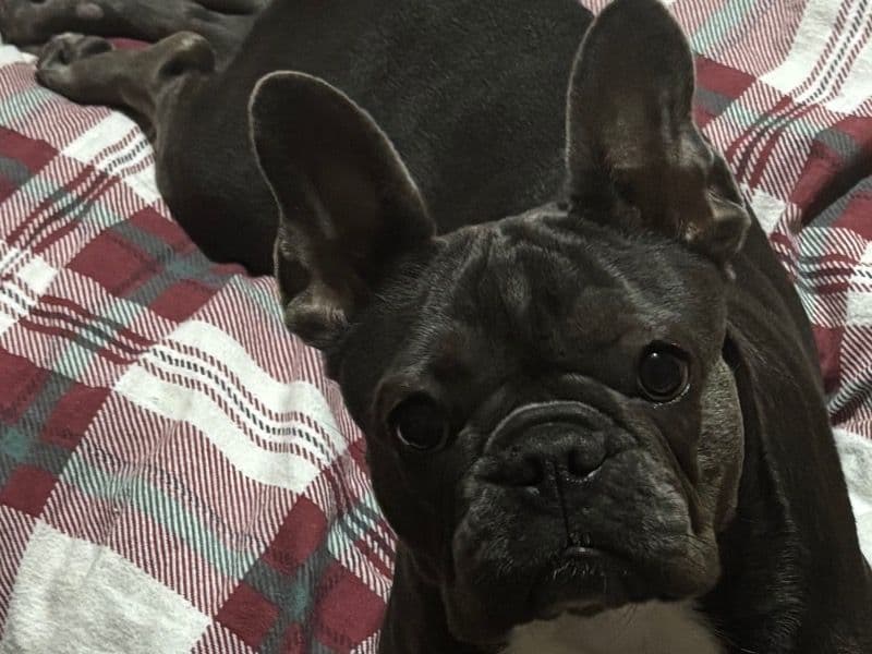 French Bulldog 1 year 9 months old female medium named Suky for breeding in Greater Manchester, England | Petmeetly