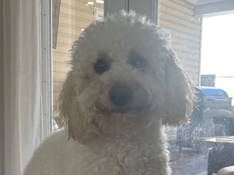 Bichon Frise 1 year 9 months old male medium named Baxter for breeding in Dorchester County, South Carolina | Petmeetly