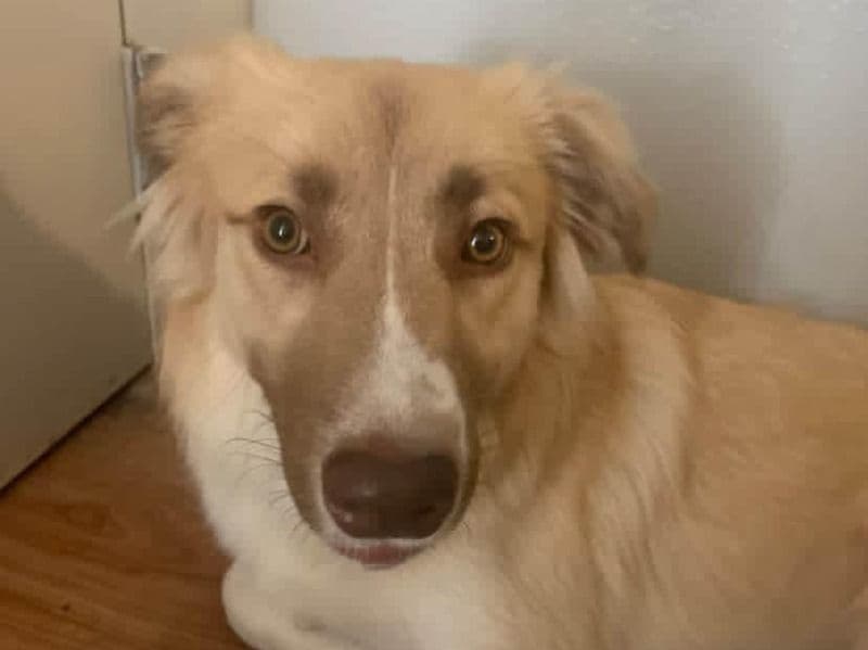 Caucasian Shepherd Dog 8 months old female medium named Lola for sale in Dallas County, Texas | Petmeetly