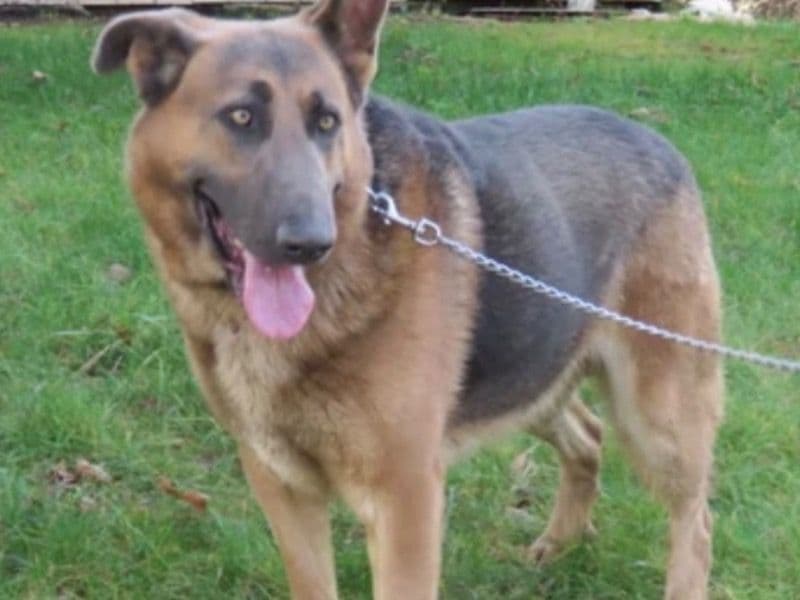 German Shepherd 4 years old male large named Joey for breeding in Erie County, Pennsylvania | Petmeetly