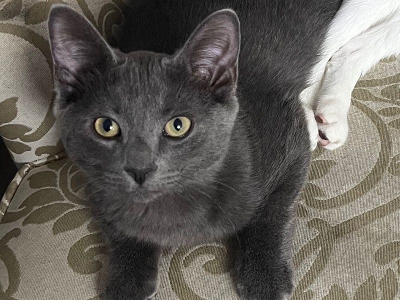Russian Blue 11 months old male named Rocky for breeding in Toronto, Ontario | Petmeetly