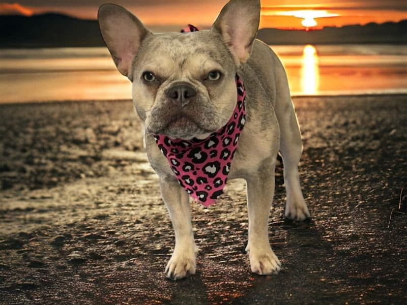 French Bulldog 2 years 7 months old female small named Bae for breeding in Derbyshire, England | Petmeetly