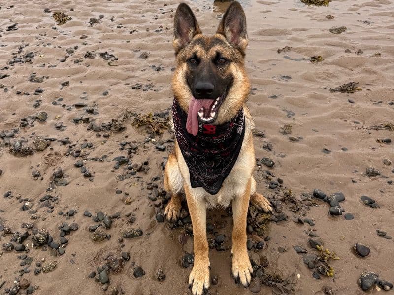 Koda primary photo