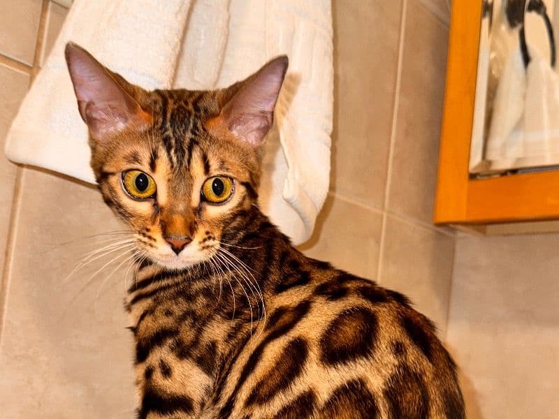 Simba primary photo