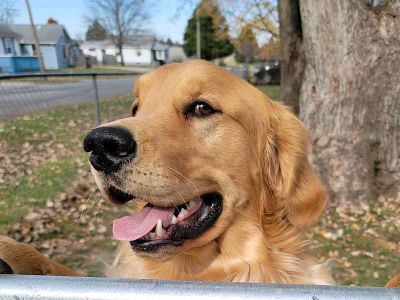 Golden Retriever 6 years 8 months old male large named Stokes for breeding in West Lafayette, Indiana | Petmeetly