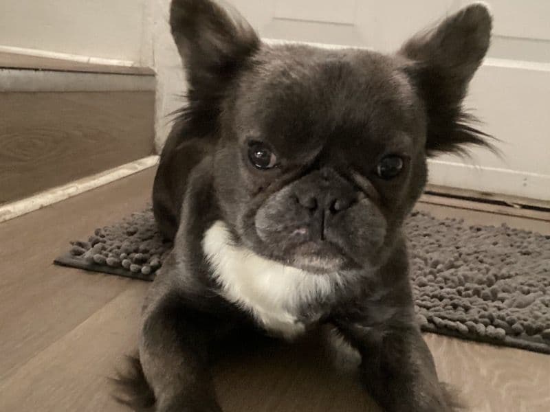 French Bulldog 2 years 3 months old female small named Maddie for sale in Greater Bridgeport Planning Region, Connecticut | Petmeetly