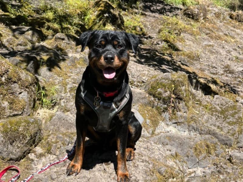 Zuko primary photo