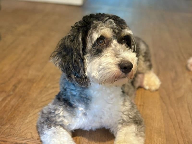 Daisy primary photo