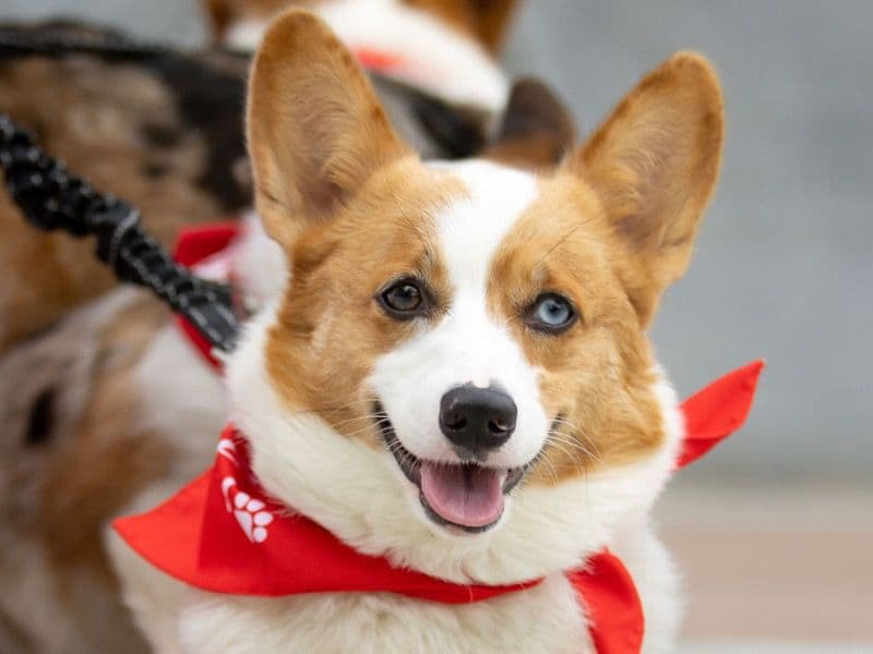 Corgi 2 years 4 months old female medium named Nala for breeding in Mount Airy, North Carolina | Petmeetly