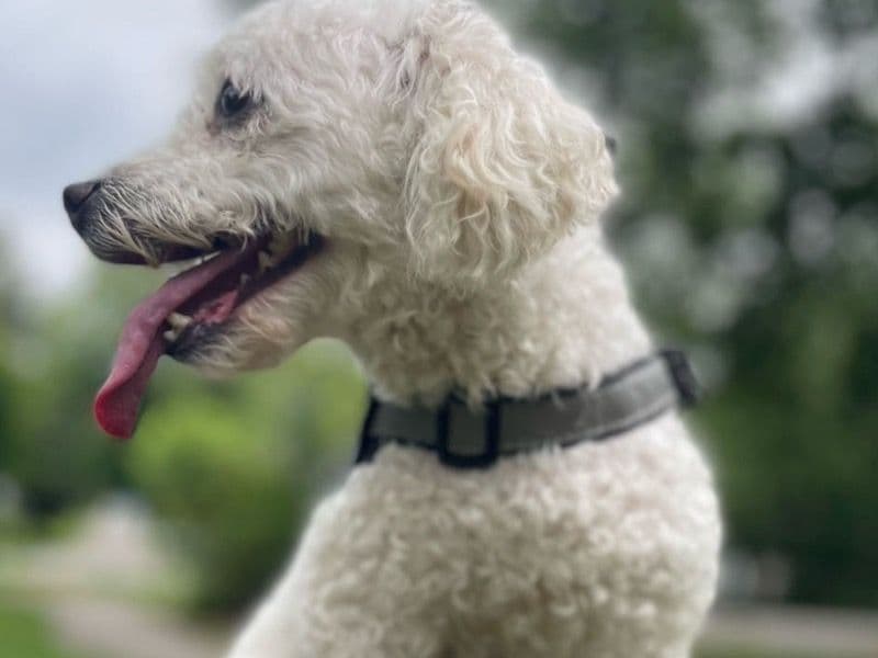 Bichon Frise 5 years 4 months old male small named Lucky for sale in Marion County, Indiana | Petmeetly