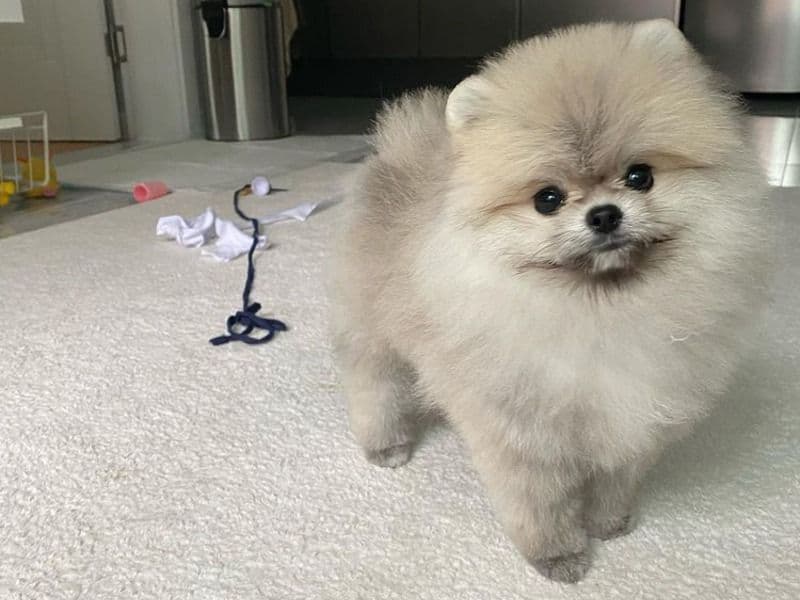 Jim - Pomeranian | Petmeetly