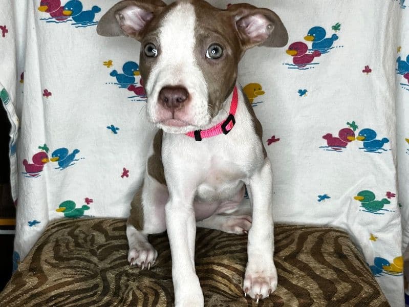 American PitBull Terrier 2 months old female small named Pink for sale in South Central Connecticut Planning Region, Connecticut | Petmeetly
